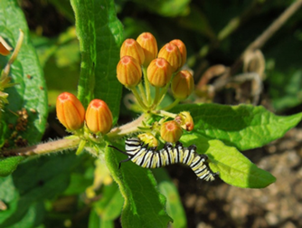 Monarch on Milkweed