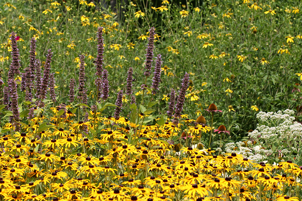 Pollinator Paradise Garden at Chatham Mills in Pittsboro NC