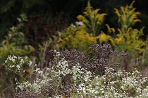 Pollinator-paradise-Chatham