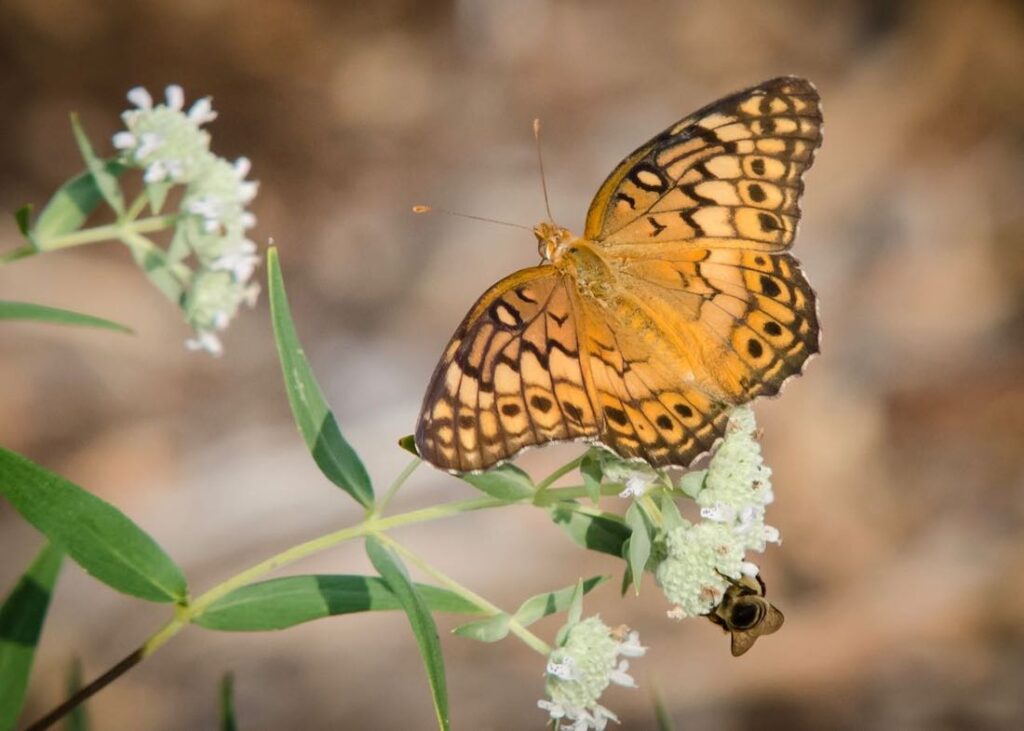 Pollinators on a mountain mint