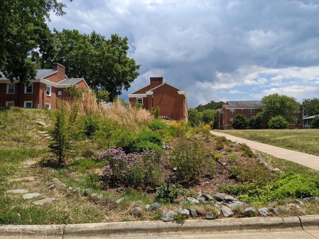 The Rain Garden at Pfeiffer University