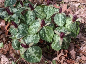 Toadshade, trillium