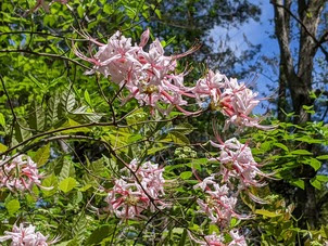 Reid garden spring rhodi