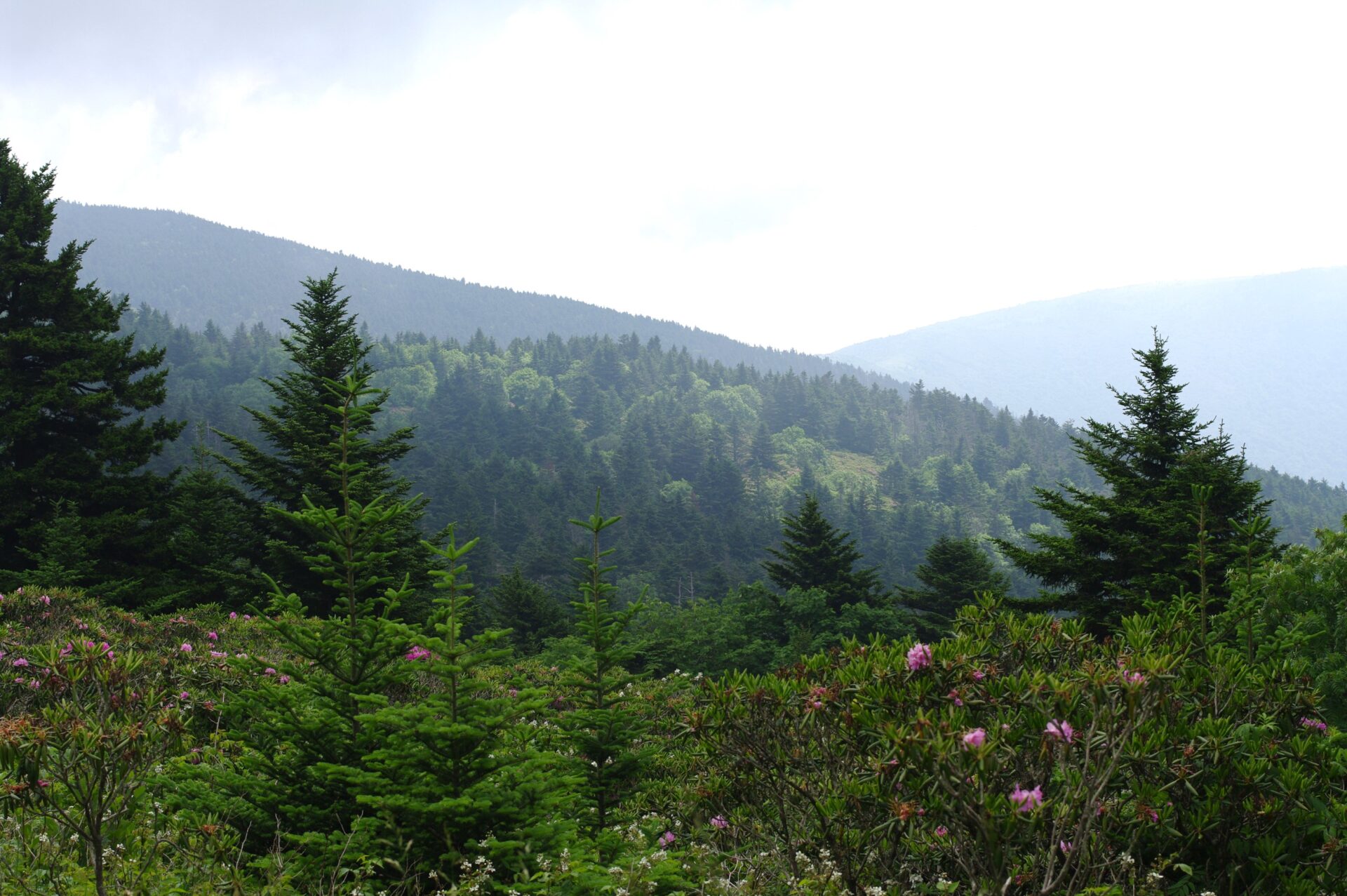 Roan Mountain