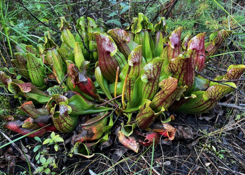 Sarracenia purpurea