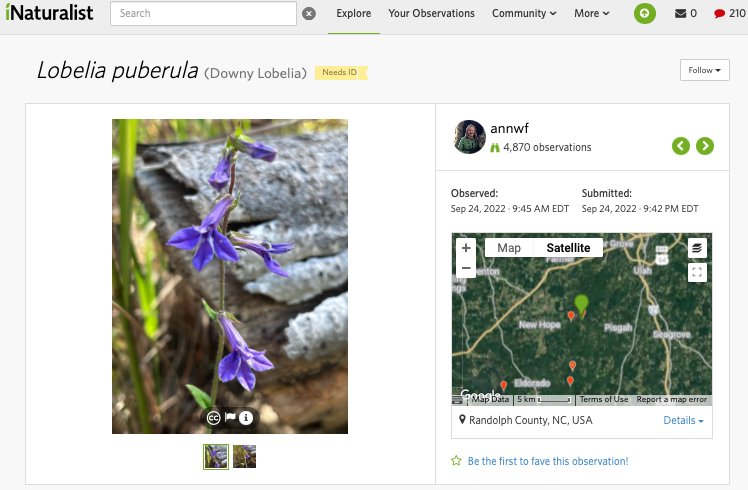One of Ann's observations on iNaturalist, Downy Lobelia (Lobelia puberula)