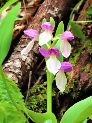 Showy Orchis