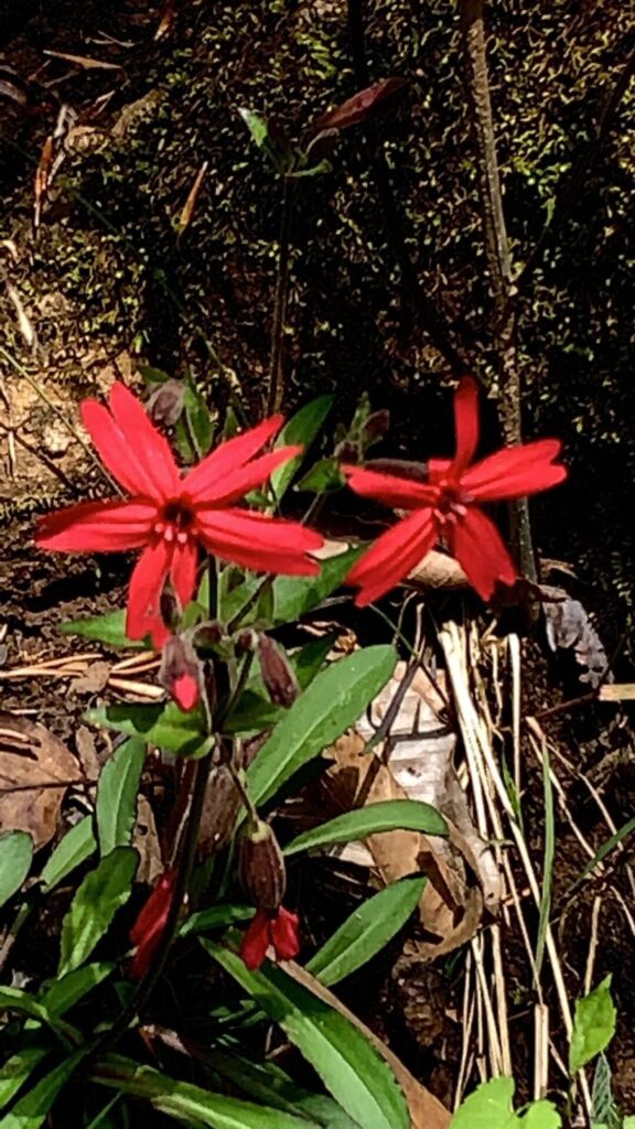 Silene virginica fire pink at Fall Creek Falls by Heather Ostrander on All Trails