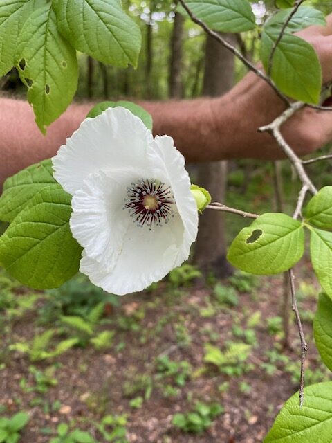 Silky Camelia - Stewartia malacodendron
