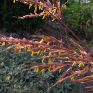 Sorghastrum nutans
