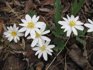 Swift Creek Bluffs 2
