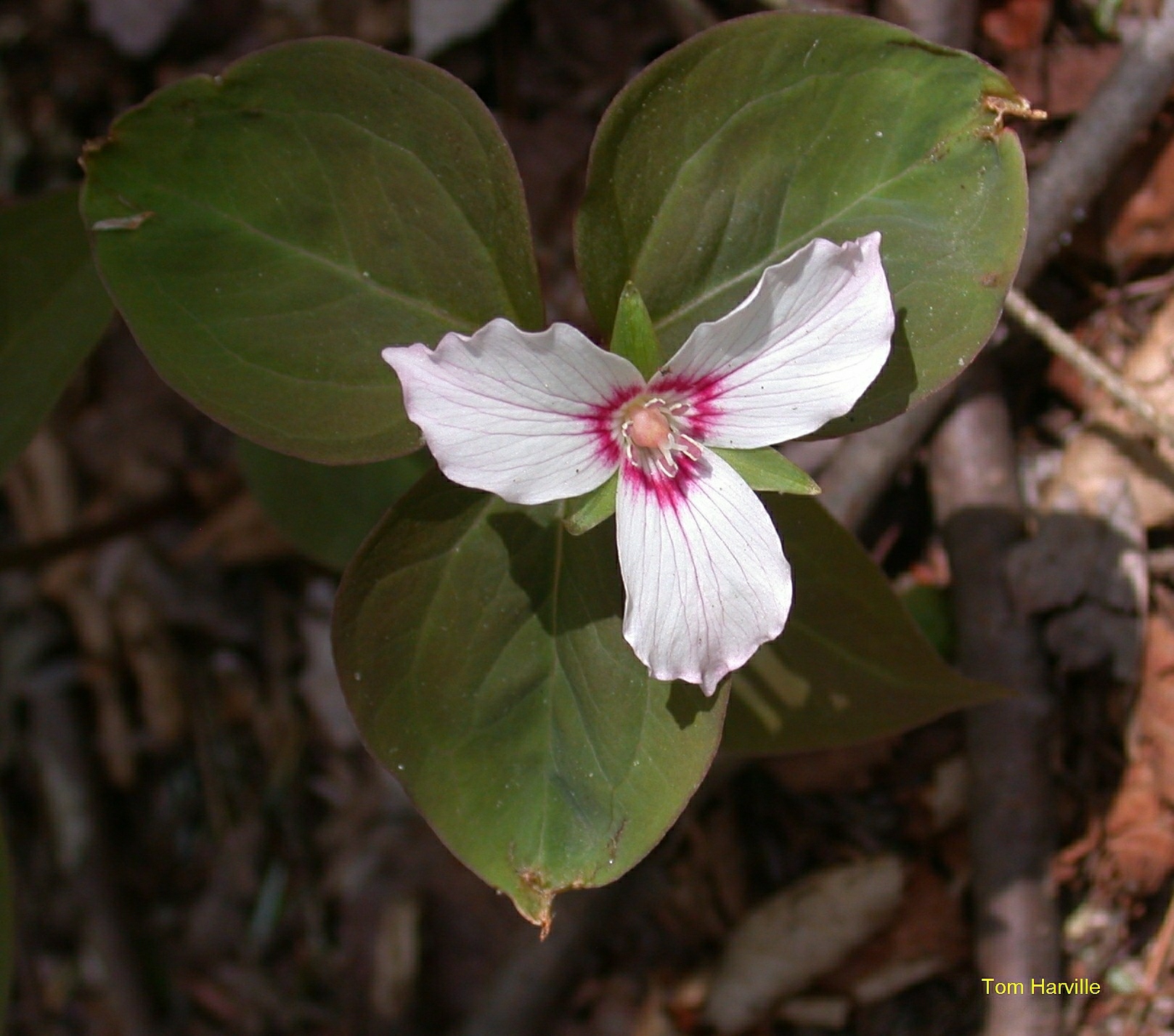 Painted Trillium, Trillium undulatum