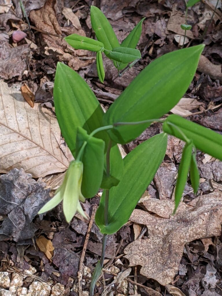 Uvularia perfoliata