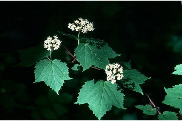 Viburnum-acerifolium_flower_Bruce-Sorrie