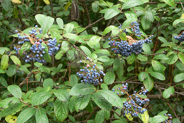 Viburnum nudum_fruit_Bruce Sorrie