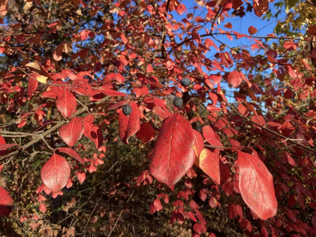 Viburnum-prunifolium fall foliage and fruit Daniel Stern
