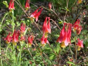 Aquilegia canadensis