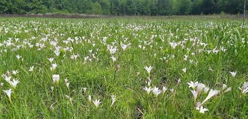 Atamasco lilies