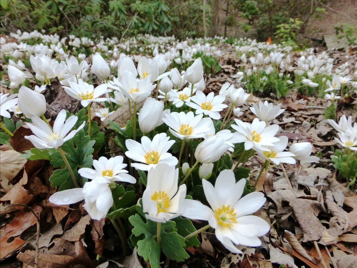 bloodroot field