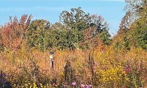 Bluestem Nature Preserve