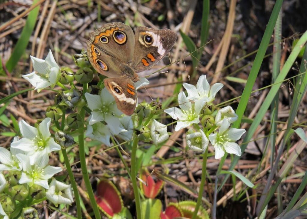 buckeye_on_venus_flytrap