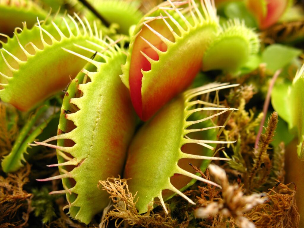 Venus Flytrap