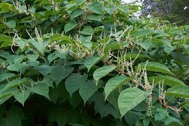 Knotweed