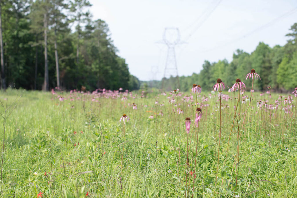 habitat for Smooth purple coneflower