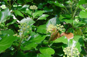 English Ivy Bloom @Lisa Gould