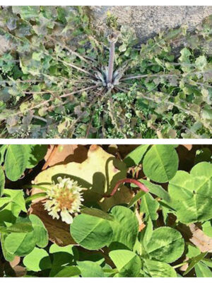 asiatic hawk beard White Clover