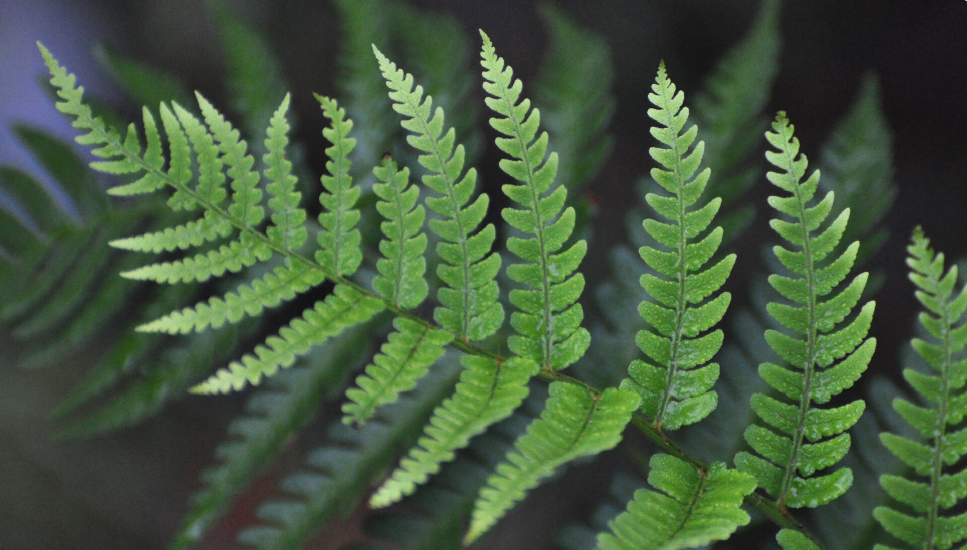Fern Frond up close