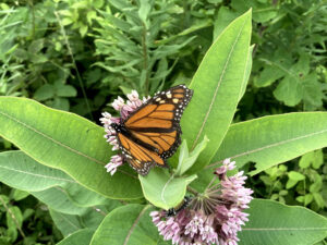 Monarch on milkweed