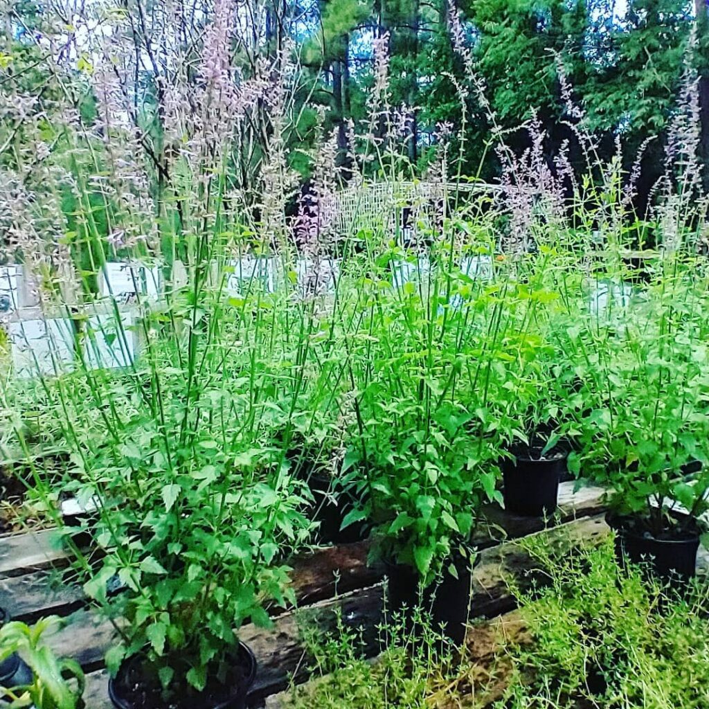 Meadowflower Farms