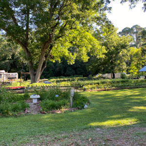 large tree and display area at Shelton Herb Farm
