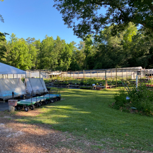 growing area of Shelton Herb Farm