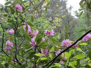 Flower HIll TLC