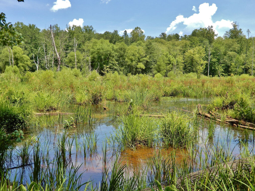 Richardson-Taylor Preserve in Summerfield, NC