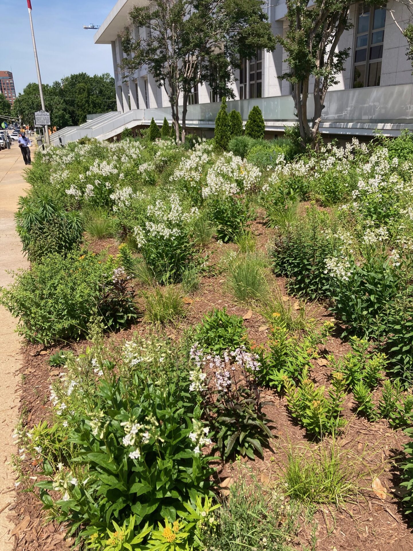 urban meadow
