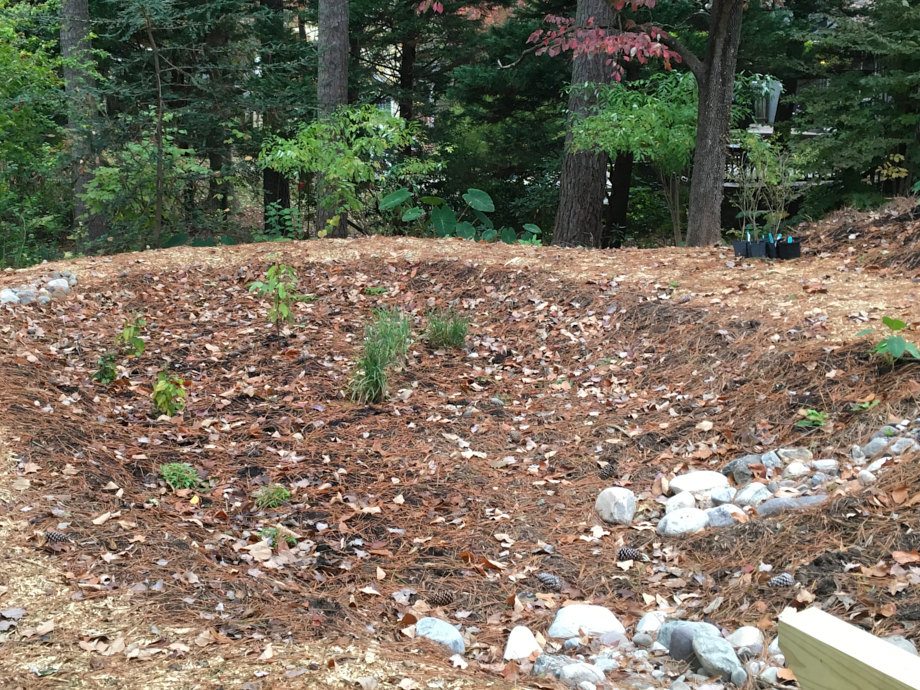 New rain garden filled with mulch and native plants.