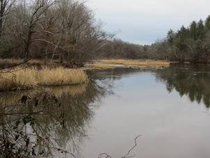 White Pines Nature Preserve