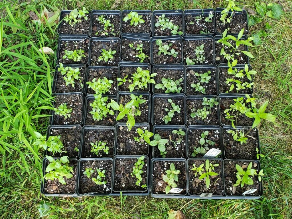Winter sowing by Diane Leslie