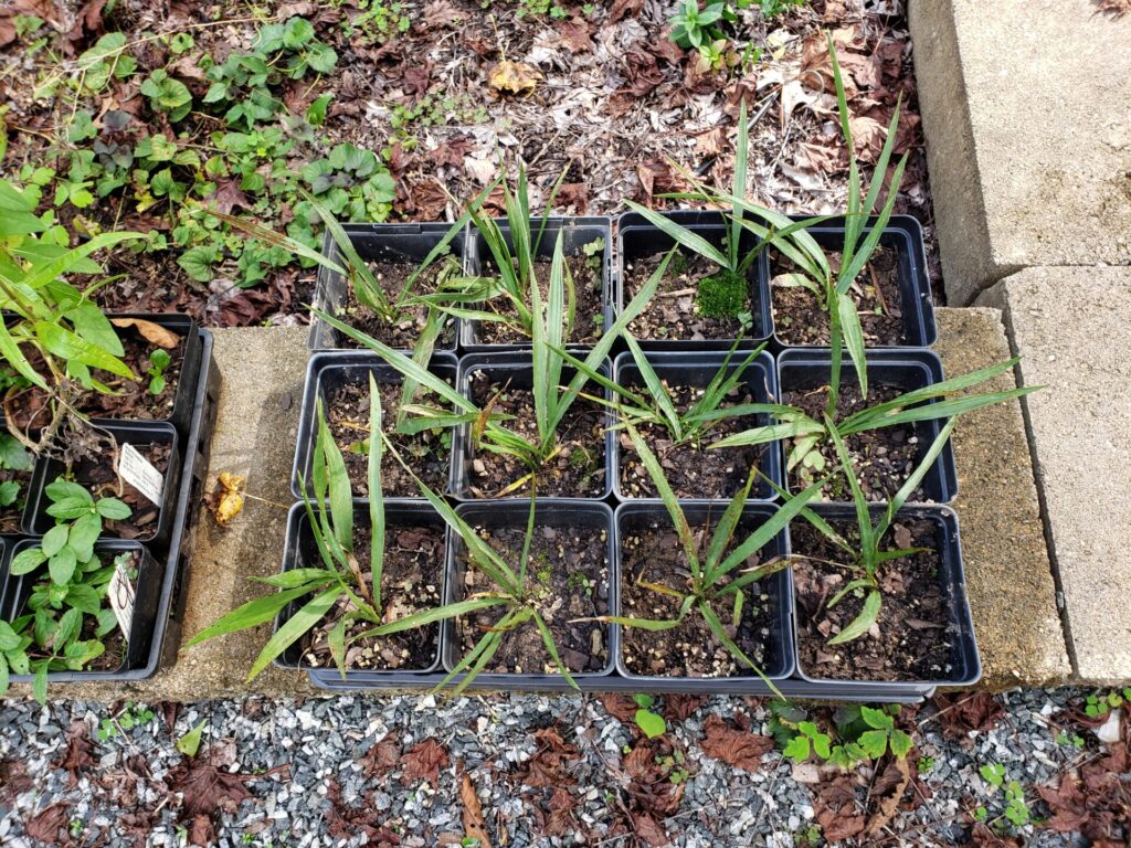winter sowing by Diane Leslie
