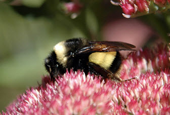 Yellow-banded Bumblebee